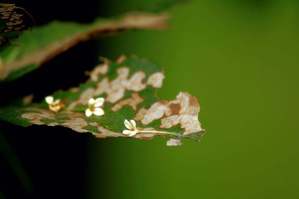 残叶落花