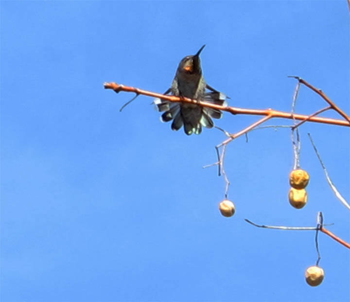 Untitled-dancing bird.jpg