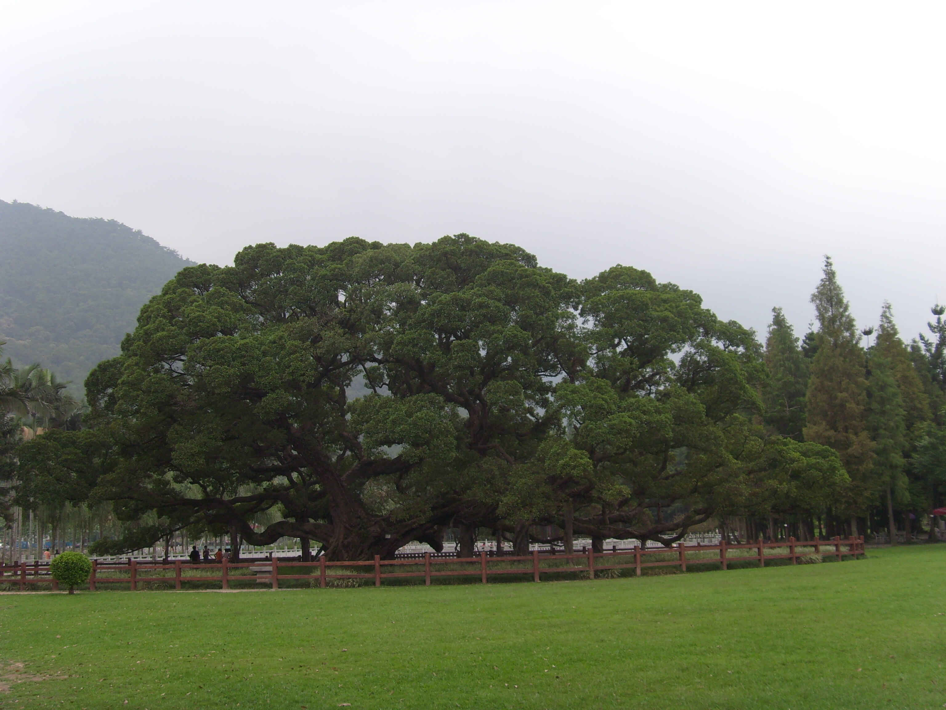 [风光人像] 福州植物园大榕树