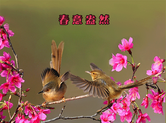 山水鸟风景动态图片图片