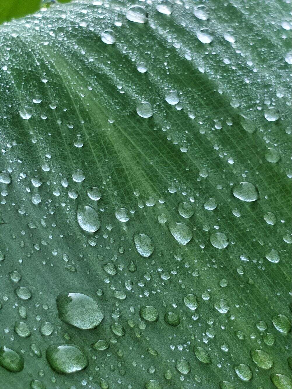 雨点点来自八连的伙夫