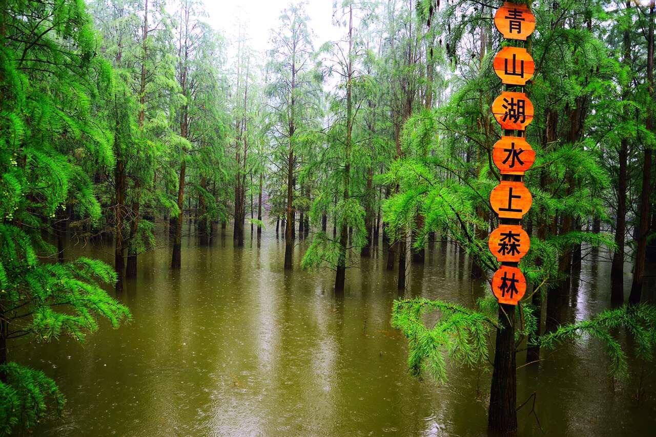 青山湖水上森林