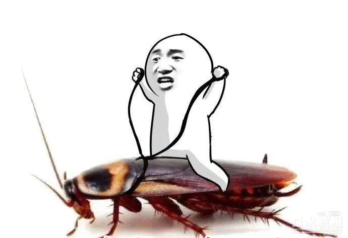 蟑螂很担心你图片