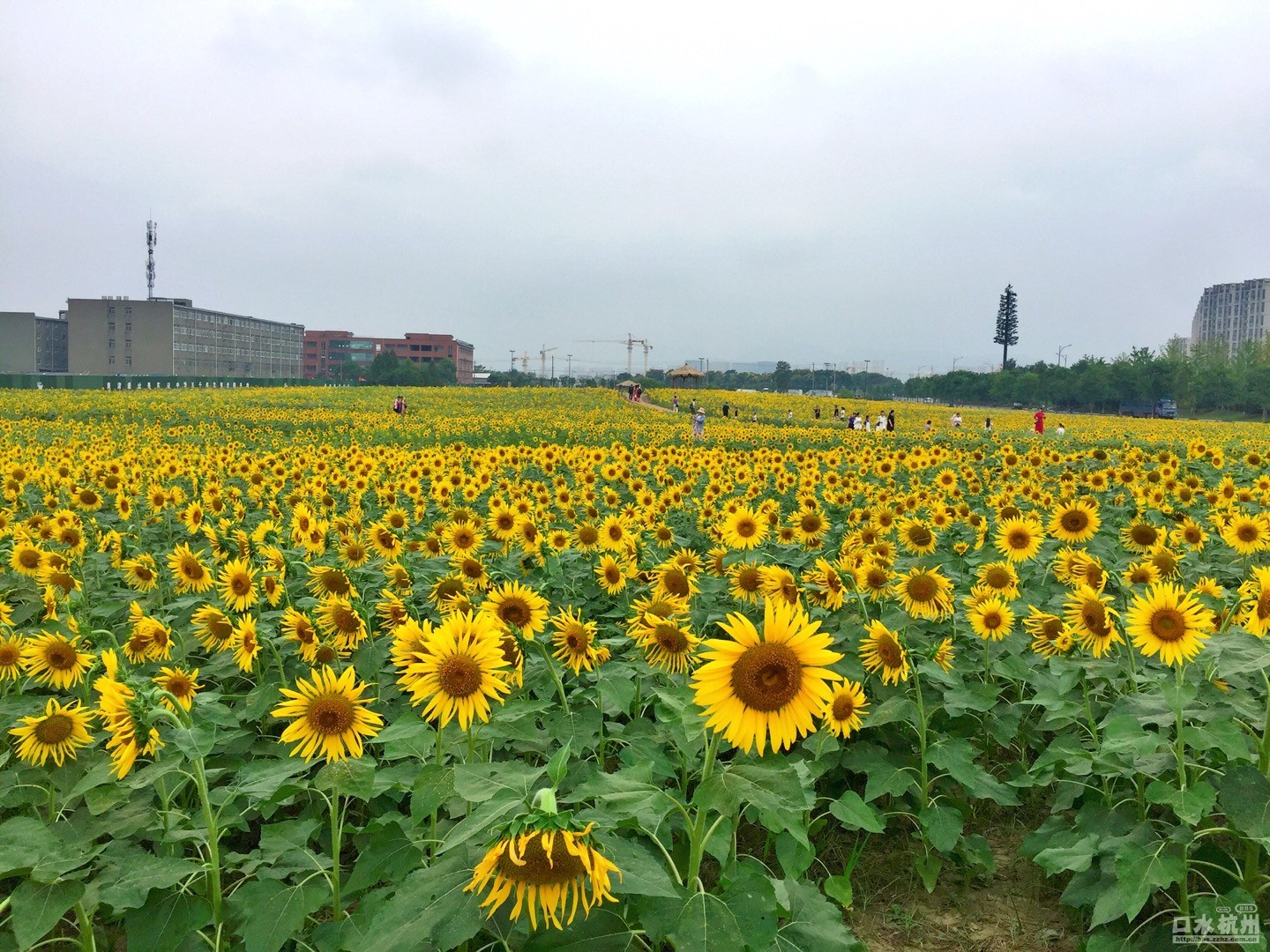 临平—杭州东方之珠,花园城市,藕花洲图集总汇