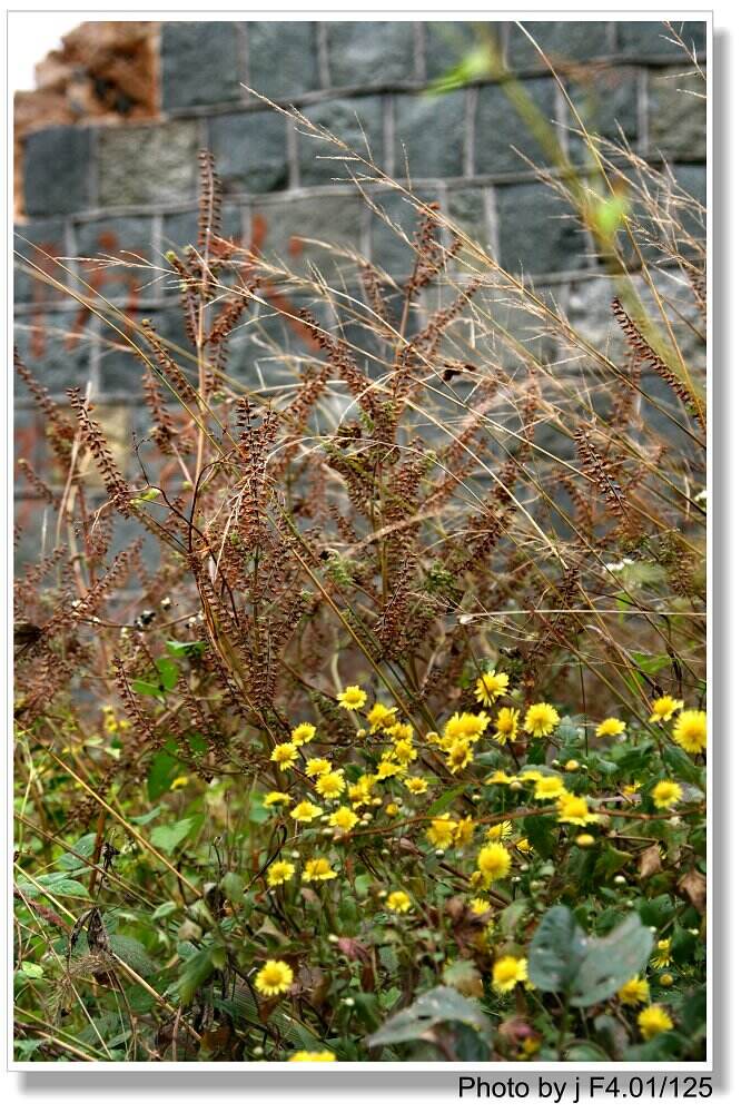 秋花也烂漫