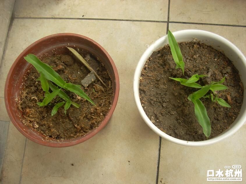 吊兰刚发芽的图片图片