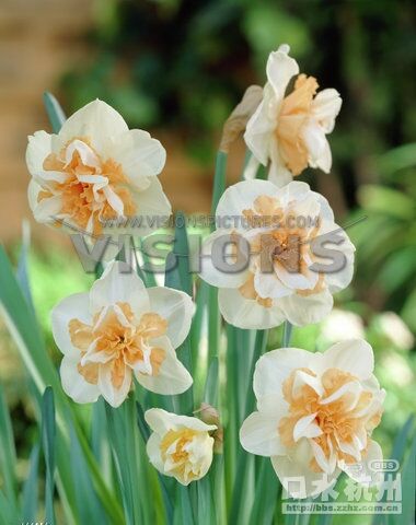 5 Narcissus Delnashaugh  1.jpg